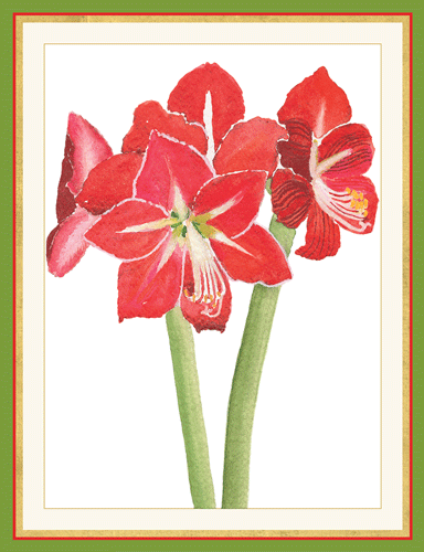 Red Amaryllis Large Boxed Christmas Cards - includes 15 Boxed Christmas Cards