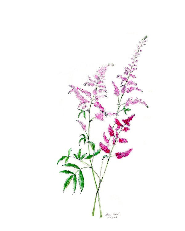 Astilbe Notecards