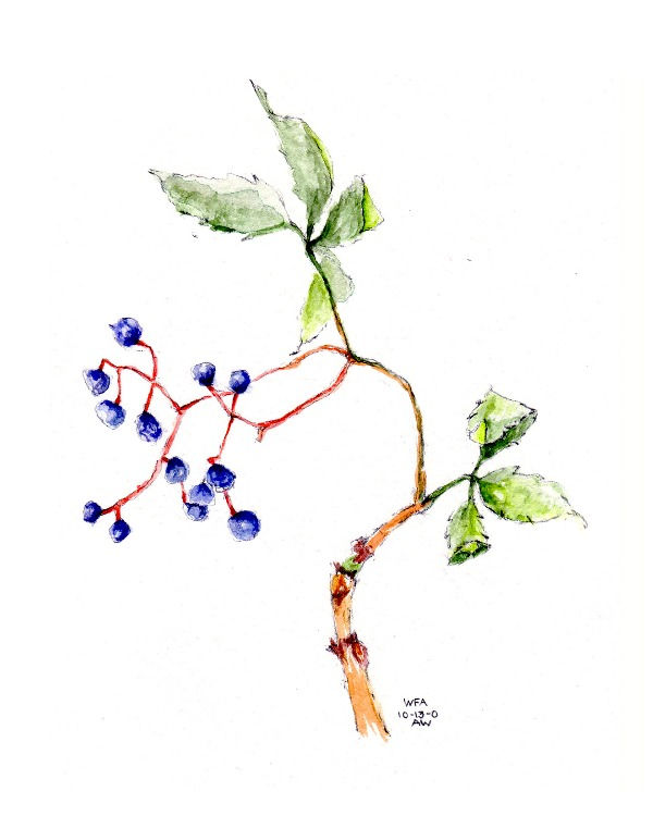 Boston Ivy