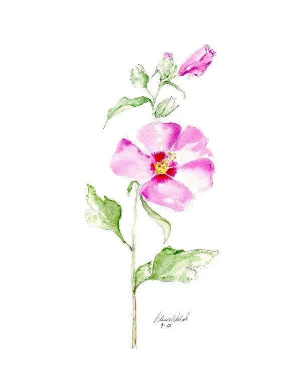 Rose of Sharon Notecards
