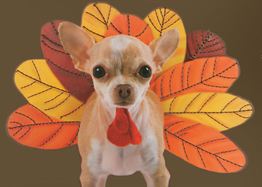 Turkey Dog Greeting Card