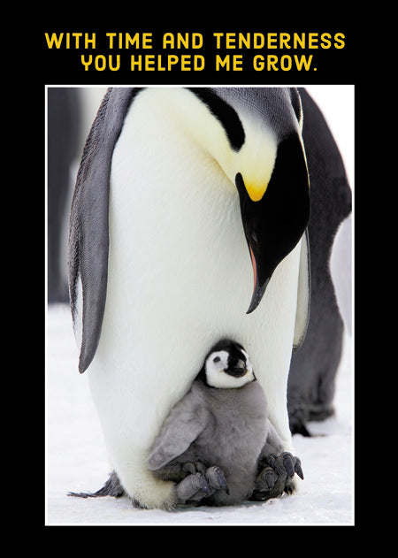 Dad and Baby Penguins Greeting Card