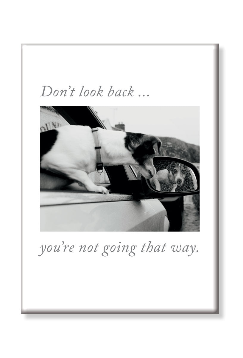 Dog Looking in Side Mirror magnet