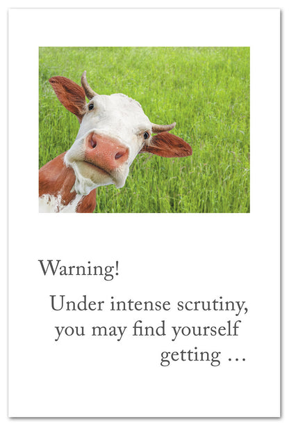 Intense Cow Stare card