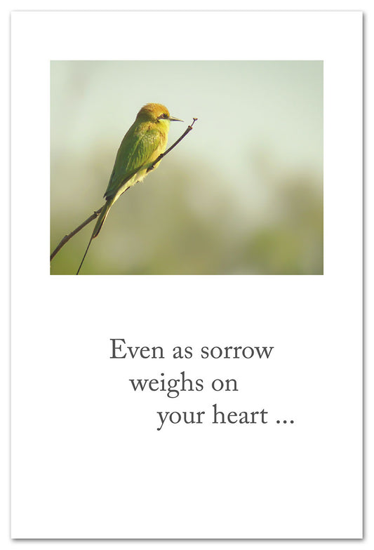 Pensive Bee-eater card