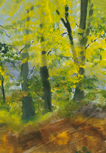 Sun Dappled Forest Sympathy Card