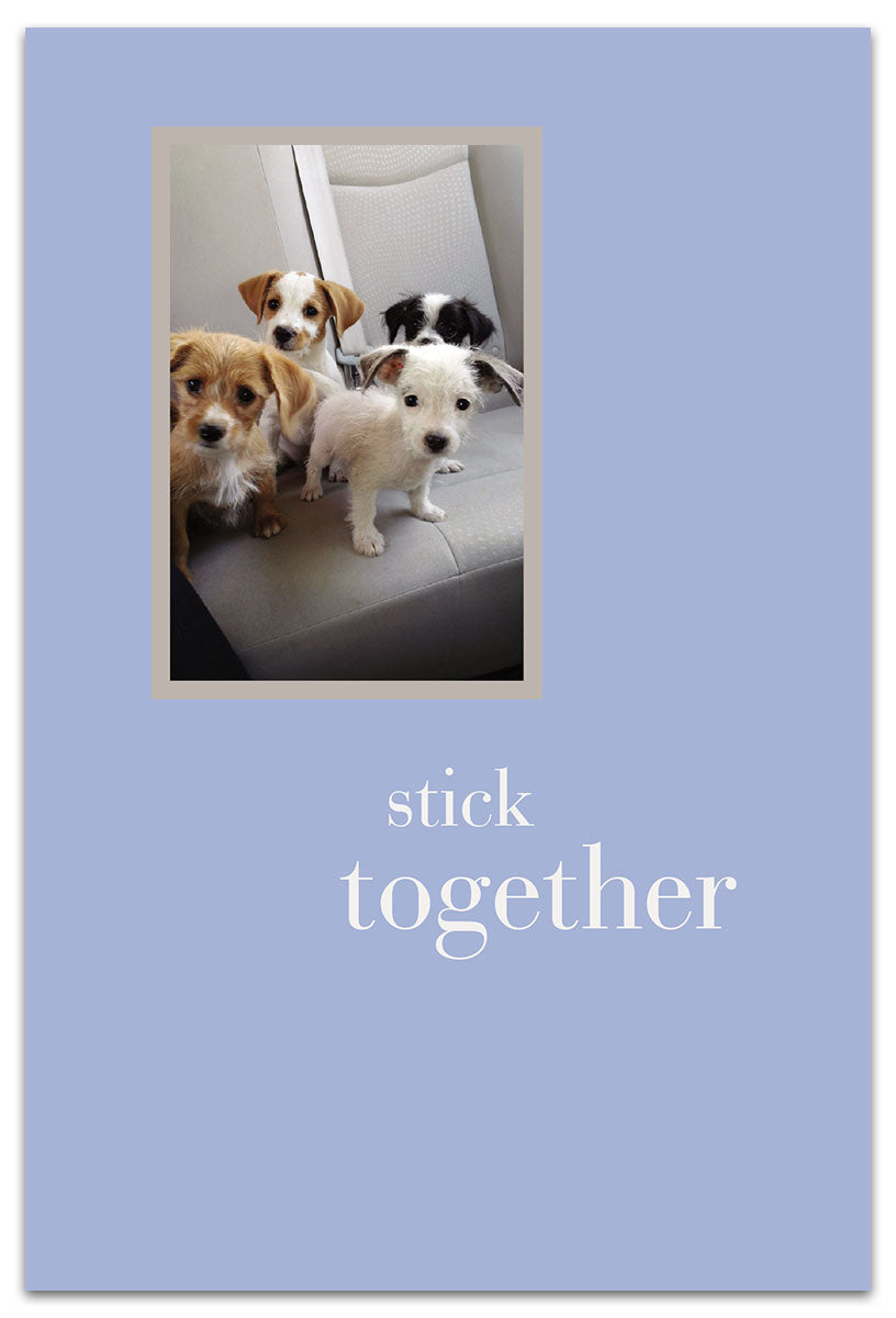 Four Rescue Pups card