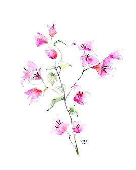 Bougainvillea Note cards