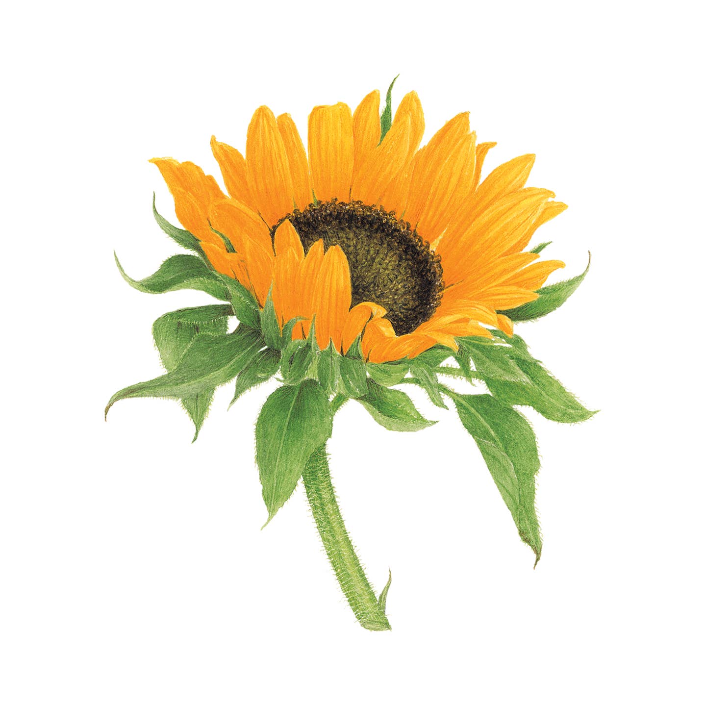 Sunflower Tattoo Pair
