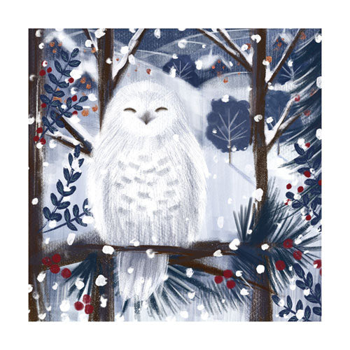 Snowy Owl Boxed Cards