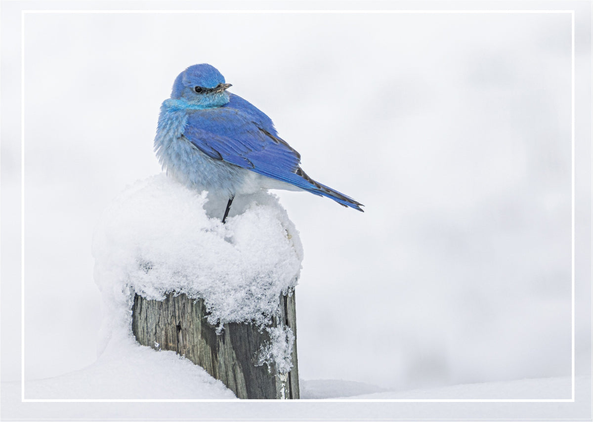 SNOWY PERCH Holiday Card