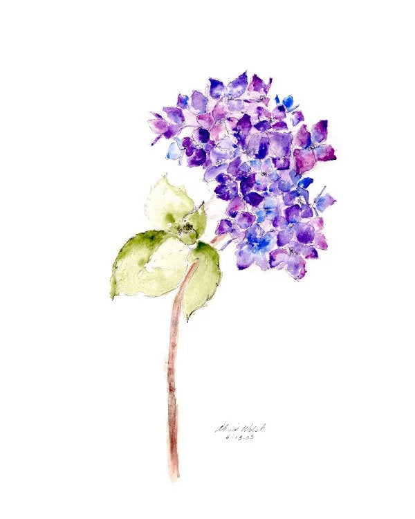 Hydrangea Note Cards